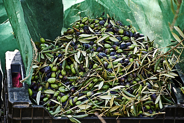 포토 JPG 해외이미지 나무 식물 계절 유럽 음식 여행 농업 자연 건강 풍경 사람없음 야외 가로 초록색 컬러풀 뷰티 농장 정원 수확 안개 성장 나뭇가지 시골 신선 스페인 숲 지중해 고민 에코 생태계 생물학 날것 내추럴 바이오 뿌연 숙성 해외포토 교육 감정 나라 산업 바다 컬러 날씨 환경 파일형식 이미지허브