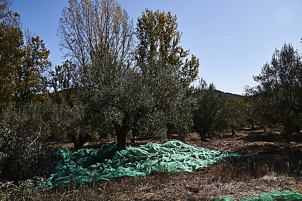 포토 JPG 해외이미지 나무 식물 계절 유럽 음식 여행 농업 자연 건강 사람없음 야외 가로 초록색 컬러풀 뷰티 농장 정원 수확 안개 성장 나뭇가지 시골 신선 스페인 숲 지중해 고민 에코 생태계 생물학 날것 내추럴 바이오 뿌연 숙성 해외포토 교육 감정 나라 산업 바다 컬러 날씨 환경 파일형식 이미지허브