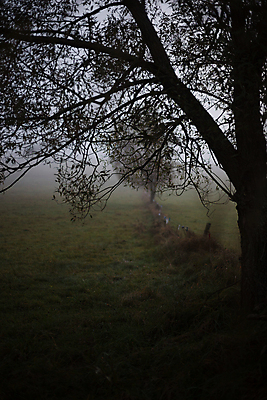 포토 JPG 해외이미지 나무 백그라운드 컨셉 잎 자연 아침 날씨 산 사람없음 야외 목재 어둠 황혼 꿈 할로윈 회색 슬픔 안개 나뭇가지 유령 야간 숲 위험 신비 무서움 공상 깊이 악몽 옛날 폭풍우 해외포토 주간 자연요소 식물 감정 컬러 재료 일몰 비_날씨 자연재해 생태계 파일형식 이미지허브