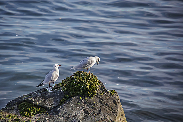 포토 JPG 해외이미지 물결 바다 두마리 갈매기 이끼 사람없음 해외포토 2 조류 파일형식 이미지허브