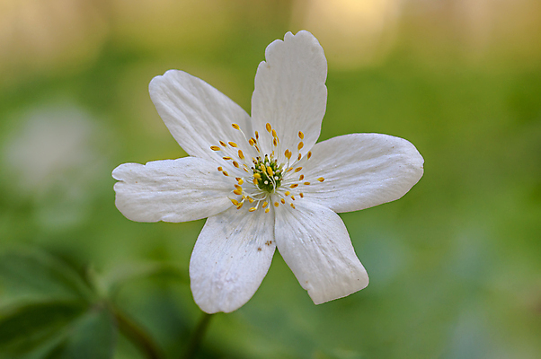 포토 JPG 해외이미지 식물 공원 꽃잎 꽃 꽃다발 백그라운드 잎 꽃무늬 밭 사람없음 목재 장식 여름 바구니 정원 봄 들꽃 벚꽃 신선 개화 그룹 선택 숲 배열 냄새 내추럴 아네모네 전경 해외포토 나무 계절 공공시설 컨셉 무늬 농업 재료 풍경 파일형식 탑뷰 이미지허브