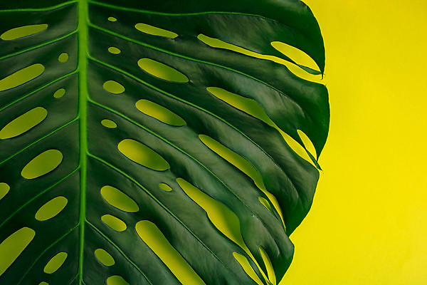 포토 JPG 해외이미지 나무 식물 디자인 줄기 백그라운드 컨셉 잎 꽃무늬 패턴 곡선 자연 벽지 손바닥 사람없음 장식 초록색 여름 유행 우주 정원 봄 나뭇가지 신선 신용카드 닫기 정상 꽃집 질감 내추럴 고립 이국적 미니멀 해외포토 손 계절 꽃 선 컬러 무늬 모션 금융 상점 생태계 파일형식 이미지허브