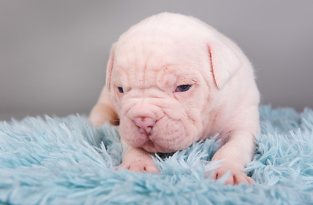 포토 JPG 해외이미지 응시 새끼 앉기 사람없음 반려동물 놀이방 아기 개 강아지 작음 황소 코 불독 기르기 돌봄 총구 해외포토 동물 시선 포유류 모션 사람 신체부위 소 크기 파일형식 이미지허브