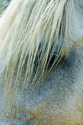 포토 JPG 해외이미지 동물 척추동물 1 응시 얼굴 야생동물 포유류 자연 생물 털 성인 사람없음 야외 반려동물 머리 맑음 힘 자유 시골 우아함 닫기 호기심 질감 갈기 고립 해외포토 시선 감정 컨셉 모션 날씨 사람 신체부위 생태계 파일형식 이미지허브