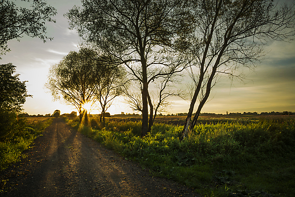 포토 JPG 해외이미지 나무 도로 길 여행 밭 자연 하늘 풍경 사람없음 야외 초록색 여름 햇빛 태양 일출 일몰 광선 시골 저녁 먼지 해외포토 자연요소 식물 계절 컬러 농업 교통시설 노을 야간 생태계 파일형식 이미지허브