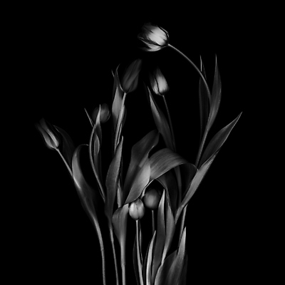 포토 JPG 해외이미지 식물 계절 기념일 꽃잎 꽃 줄기 분홍색 꽃다발 백그라운드 잎 꽃무늬 자연 휴가 부활절 발렌타인데이 선물 사랑 사람없음 장식 빨간색 초록색 컬러풀 뷰티 노란색 머리 보라색 봄 튤립 벚꽃 흰색 축하 인사 신선 다발 배열 내추럴 고립 우수 해외포토 감정 컬러 컨셉 무늬 데이이벤트 이벤트 신체부위 예절 절기 생태계 파일형식 이미지허브