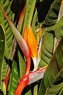 포토 JPG 해외이미지 식물 계절 꽃잎 꽃 줄기 백그라운드 잎 패턴 자연 조류 사람없음 야외 장식 빛 컬러풀 뷰티 정원 벚꽃 신선 개화 묘사 질감 내추럴 고립 해외포토 동물 컬러 무늬 생태계 파일형식 이미지허브