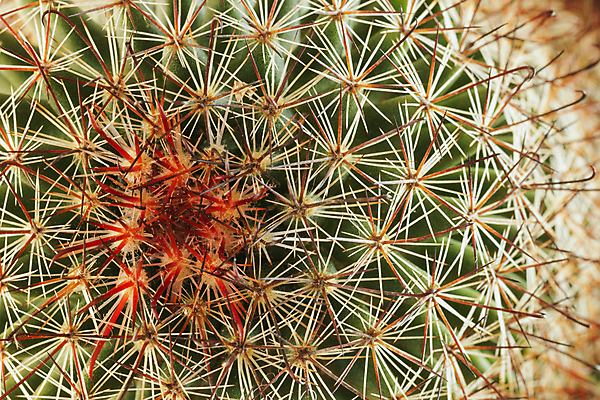 포토 JPG 해외이미지 모양 식물 디자인 백그라운드 잎 패턴 부분 자연 선인장 사람없음 장식 빨간색 초록색 활발 사막 나뭇가지 원형 가시 묘사 상록수 고립 특별함 많음 해외포토 도형 나무 컬러 컨셉 무늬 생태계 파일형식 이미지허브