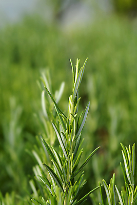 포토 JPG 해외이미지 식물 잎 자연 요리 사람없음 야외 초록색 정원 닫기 허브 로즈메리 해외포토 컬러 모션 생태계 파일형식 이미지허브
