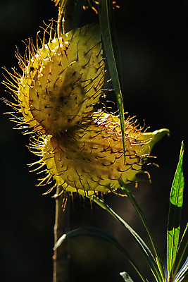 포토 JPG 해외이미지 식물 줄기 백그라운드 패턴 과일 자연 표면 씨앗 사람없음 야외 장식 초록색 빛 햇빛 뷰티 노란색 정원 활발 신선 가시 묘사 질감 풍선 상록수 내추럴 고립 해외포토 컬러 컨셉 무늬 태양 생태계 파일형식 이미지허브
