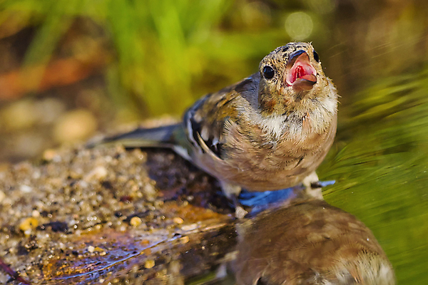 포토 JPG 해외이미지 동물 유럽 음료 야생동물 자연 조류 사람없음 야외 초록색 물 환경 목욕 젖음 다양 연못 스페인 보호 숲 갈증 깃털 생태계 생물학 부리 서식지 동물상 무료 보호구역 생태학 해외포토 자연요소 교육 나라 컬러 다수 컨셉 조형물 청결 구역 파일형식 이미지허브