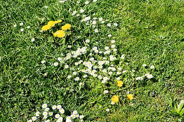 포토 JPG 해외이미지 식물 계절 꽃 백그라운드 꽃무늬 밭 자연 하늘 잔디 사람없음 야외 초록색 파란색 햇빛 태양 농장 노란색 정원 맑음 봄 벚꽃 흰색 시골 신선 민들레 땅 데이지 내추럴 해외포토 자연요소 컬러 무늬 농업 날씨 생태계 파일형식 이미지허브