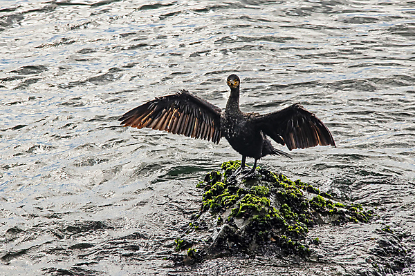 포토 JPG 해외이미지 바다 조류 이끼 사람없음 물 돌_바위 날갯짓 해외포토 자연요소 동물 파일형식 이미지허브