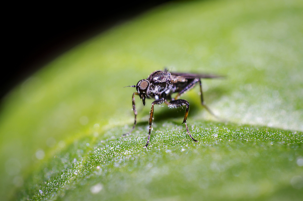 포토 JPG 해외이미지 식물 동물 꽃 야생동물 곤충 백그라운드 절지류 신체 자연 휴식 사람없음 빨간색 초록색 빛 뷰티 갈색 노란색 환경 정원 검은색 봄 줄무늬 흰색 닫기 벌레 숲 딱정벌레 묘사 생물학 무당벌레 내추럴 고립 동물상 해외포토 계절 교육 컬러 컨셉 무늬 모션 조형물 생태계 파일형식 이미지허브