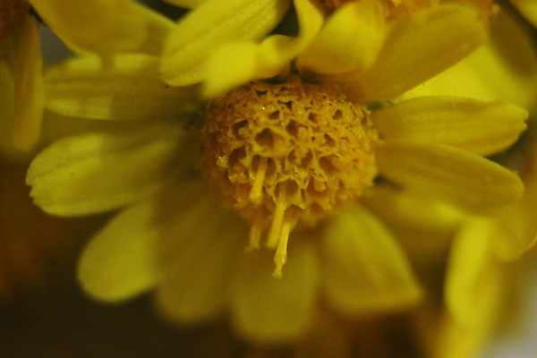 포토 JPG 해외이미지 스튜디오촬영 식물 꽃잎 꽃 꽃다발 백그라운드 잎 오렌지 사람없음 야외 햇빛 노란색 정원 봄 활발 벚꽃 닫기 소프트포커스 허브 데이지 금잔화 해외포토 계절 컬러 컨셉 과일 모션 촬영기법 실내 태양 파일형식 이미지허브