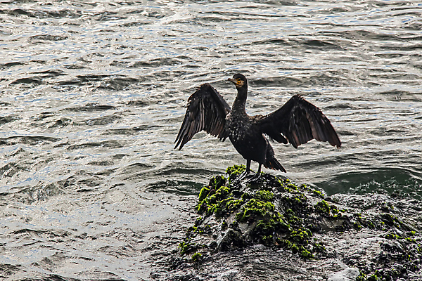 포토 JPG 해외이미지 바다 조류 이끼 사람없음 물 돌_바위 날갯짓 해외포토 자연요소 동물 파일형식 이미지허브