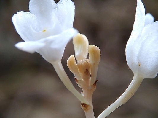 포토 JPG 해외이미지 식물 계절 꽃잎 꽃 분홍색 백그라운드 꽃무늬 밭 자연 바람 사람없음 야외 빨간색 초록색 빛 컬러풀 햇빛 뷰티 노란색 환경 정원 보라색 봄 들꽃 수확 벚꽃 흰색 시골 신선 개화 유기농 아로마 양귀비 내추럴 해외포토 자연요소 웰빙 컬러 무늬 농업 날씨 태양 생태계 파일형식 이미지허브