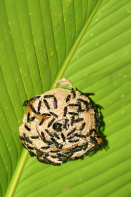 포토 JPG 해외이미지 동물 공원 야생동물 여행 곤충 절지류 자연 사람없음 야외 초록색 강 뷰티 환경 미국 다양 둥지 보호 말벌 숲 열대우림 생태계 생물학 에콰도르 서식지 동물상 무료 보호구역 생태학 해외포토 공공시설 교육 컬러 다수 컨셉 북아메리카 조형물 남아메리카 벌_곤충 구역 파일형식 이미지허브