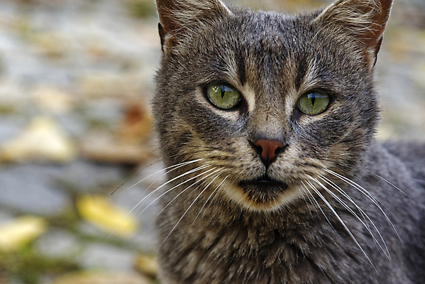 포토 JPG 해외이미지 동물 공원 행복 얼굴 야생동물 포유류 자연 휴식 수염 털 사랑 사람없음 야외 반려동물 고양이 분노 닫기 얼룩무늬 내추럴 돌봄 해외포토 공공시설 감정 컨셉 무늬 모션 신체부위 생태계 파일형식 이미지허브
