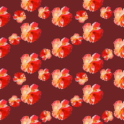 포토 JPG 해외이미지 꽃 백그라운드 패턴 사람없음 빨간색 갈색 패턴백그라운드 해외포토 식물 컬러 무늬 파일형식 이미지허브