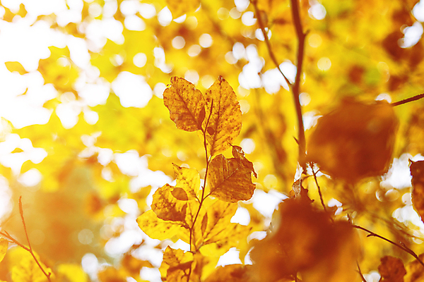 포토 JPG 해외이미지 나무 계절 공원 백그라운드 컨셉 단풍 잎 패턴 오렌지 자연 벽지 추상 프레임 건조 사람없음 야외 목재 빨간색 컬러풀 햇빛 태양 노란색 맑음 일몰 활발 덮개 황금 떨어짐 숲 질감 보케 장면 내추럴 블러 해외포토 자연요소 식물 공공시설 컬러 무늬 과일 재료 날씨 노을 뚜껑 생태계 파일형식 이미지허브