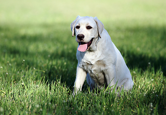 포토 JPG 해외이미지 응시 공원 행복 어린이 놀이 탁자 사람없음 반려동물 노란색 귀여움 기쁨 개 리트리버 달콤 강아지 래브라도리트리버 위치 창백 기르기 유래 해외포토 동물 시선 공공시설 감정 컬러 가구 컨셉 포유류 사람 맛 돌봄 파일형식 이미지허브