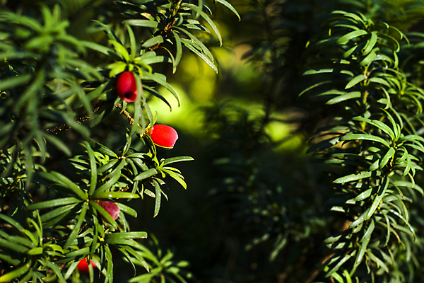 포토 JPG 해외이미지 나무 식물 공원 열매 백그라운드 잎 크리스마스 과일 자연 사람없음 야외 목재 장식 빨간색 초록색 환경 정원 성장 나뭇가지 독약 숲 상록수 침엽수 내추럴 가문비나무 해외포토 공공시설 기념일 컬러 재료 생태계 파일형식 이미지허브