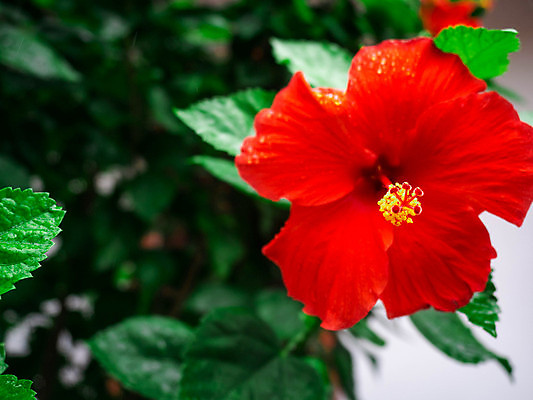 포토 JPG 해외이미지 식물 꽃잎 꽃 아시아 길 분홍색 잎 꽃무늬 패턴 오렌지 자연 동양인 사람없음 야외 빨간색 초록색 세트 노란색 정원 봄 성장 벚꽃 흰색 신선 닫기 큼 수집 싱글 흰배경 내추럴 아욱 인기 하와이인 히비스커스 해외포토 외국인 계절 나라 컬러 백그라운드 무늬 과일 모션 인종 크기 생태계 파일형식 이미지허브