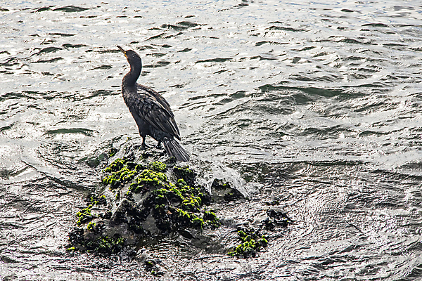 포토 JPG 해외이미지 바다 조류 이끼 사람없음 물 돌_바위 해외포토 자연요소 동물 파일형식 이미지허브