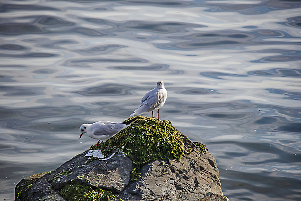 포토 JPG 해외이미지 물결 바다 두마리 갈매기 이끼 사람없음 해외포토 2 조류 파일형식 이미지허브