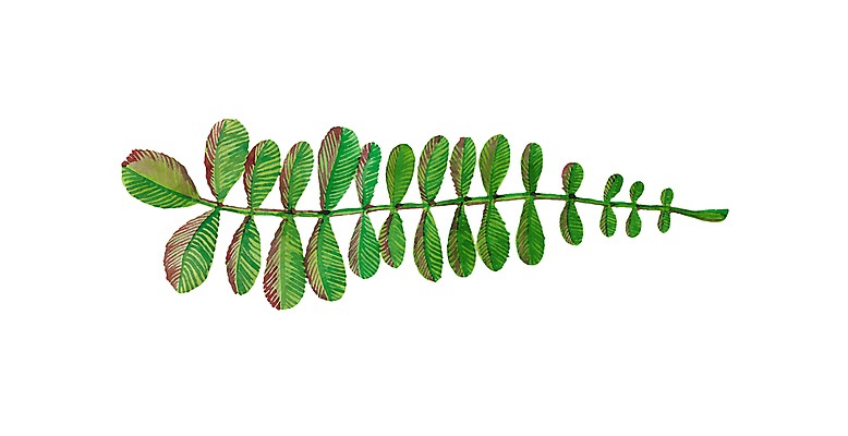 JPG 해외이미지 일러스트 붓터치 수채화 사람없음 허브 번짐 해외일러스트 식물 파일형식 효과 이미지허브