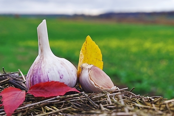 포토 JPG 해외이미지 식물 계절 음식 백그라운드 컨셉 잎 농업 채소 재료 자연 건강 마늘 사람없음 농장 노란색 정원 수확 성장 시골 신선 양념 맛 허브 향신료 유기농 원예 매움 날것 뿌리 향료 향 성분 국산 내추럴 숙성 심기 채식주의자 해외포토 웰빙 산업 컬러 모션 취미 생태계 채식 향기 냄새 향미료 파일형식 이미지허브