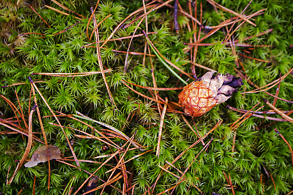 포토 JPG 해외이미지 식물 계절 야생동물 백그라운드 잎 자국 자연 이끼 풍경 사람없음 야외 장식 가로 빨간색 초록색 여름 컬러풀 갈색 환경 고요 봄 카펫 젖음 성장 가을 흰색 신선 소나무 황무지 파편 소프트포커스 숲 수집 허브 질감 솔방울 원뿔 내추럴 땅바닥 삼림지대 캡모자 해외포토 도형 나무 동물 모자_잡화 컬러 바닥 촬영기법 생태계 파일형식 이미지허브