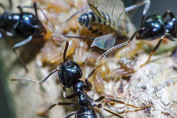 포토 JPG 해외이미지 나무 식물 동물 꽃 야생동물 곤충 백그라운드 절지류 신체 자연 휴식 사람없음 빨간색 초록색 여름 빛 뷰티 갈색 환경 정원 검은색 봄 줄무늬 흰색 구출 닫기 벌레 숲 벌 딱정벌레 묘사 무당벌레 개미 내추럴 고립 해외포토 계절 컬러 컨셉 무늬 모션 도움 생태계 파일형식 이미지허브