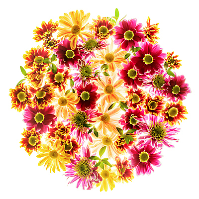 포토 JPG 해외이미지 식물 디자인 계절 꽃잎 꽃 분홍색 꽃다발 백그라운드 꽃무늬 패턴 오렌지 자연 아침 국화 사랑 사람없음 야외 장식 빨간색 초록색 컬러풀 뷰티 노란색 머리 정원 보라색 봄 벚꽃 흰색 신선 이슬 꽃집 순수 질감 데이지 내추럴 해외포토 주간 감정 컬러 컨셉 무늬 과일 신체부위 상점 생태계 파일형식 이미지허브