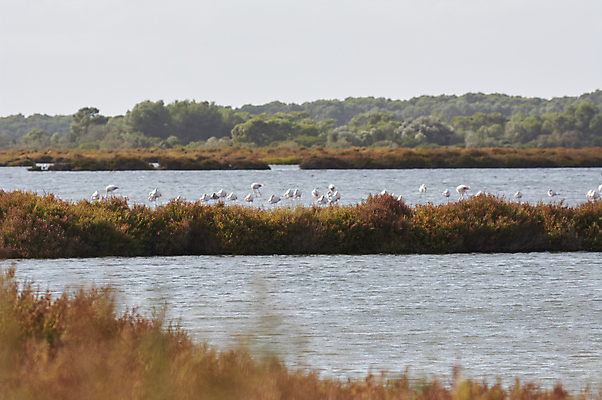 포토 JPG 해외이미지 동물 계절 호수 야생동물 분홍색 여행 자연 조류 휴가 서기 사람없음 야외 물 컬러풀 뷰티 걷기 침묵 만 그룹 황무지 보호 군중 큼 플라밍고 물새 서식지 동물상 생태학 전국 많음 해외포토 자연요소 교육 컬러 컨셉 모션 사람 조형물 소리 크기 생태계 파일형식 이미지허브