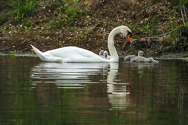 포토 JPG 해외이미지 동물 어린이 사람없음 귀여움 거울 아기 우아함 해외포토 컨셉 사람 파일형식 이미지허브