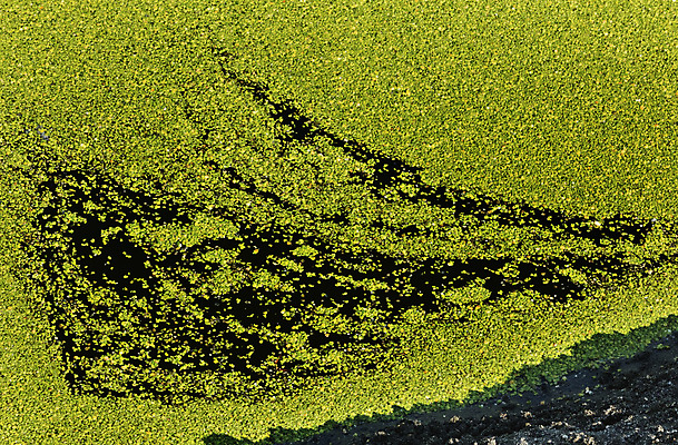 포토 JPG 해외이미지 식물 바다 백그라운드 패턴 자연 표면 추상 사람없음 야외 초록색 물 강 햇빛 뷰티 반사 맑음 젖음 덮개 신선 원형 플랫 작음 유기농 질감 먼지 서식지 내추럴 생태학 그리너리 해외포토 자연요소 도형 웰빙 교육 컬러 무늬 날씨 태양 뚜껑 크기 생태계 파일형식 트랜드컬러 이미지허브