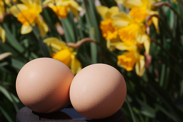 포토 JPG 해외이미지 식물 전통 계절 꽃 행복 음식 백그라운드 컨셉 농업 다이어트 자연 휴가 부활절 건강 사람없음 장식 초록색 컬러풀 농장 노란색 정원 계란 축제 치킨 봄 시골 축하 그룹 수집 심볼 오브젝트 에코 유기농 사냥 날것 내추럴 단백질 해외포토 웰빙 기념일 감정 산업 컬러 환경 알 생태계 닭고기요리 영양소 파일형식 이미지허브