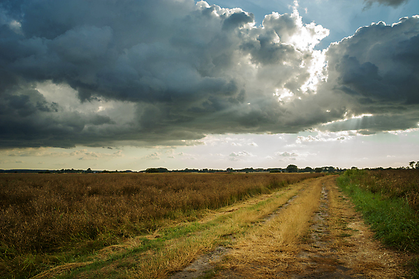 포토 JPG 해외이미지 구름 계절 도로 길 밭 농업 자연 하늘 날씨 풍경 사람없음 야외 초록색 여름 햇빛 농장 환경 시골 땅 유채 먼지 수평선 해외포토 자연요소 꽃 산업 컬러 교통시설 태양 생태계 파일형식 이미지허브
