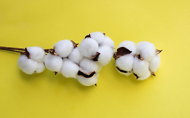 포토 JPG 해외이미지 사람없음 면 오브젝트 부드러움 노란배경 목화꽃 목화솜 해외포토 꽃 백그라운드 노란색 감각 솜 파일형식 이미지허브