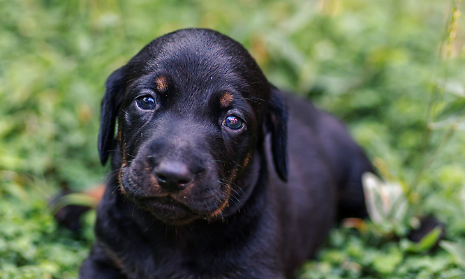 포토 JPG 해외이미지 동물 응시 새끼 놀이 털 건강 피곤 사람없음 반려동물 눕기 뷰티 갈색 머리카락 검은색 표현 아기 관찰 개 달콤 강아지 선탠 닥스훈트 코 솜털 송곳니 거짓말 결백 기르기 유래 해외포토 시선 컬러 컨셉 포유류 모션 사람 신체부위 머리 맛 치아 돌봄 파일형식 이미지허브