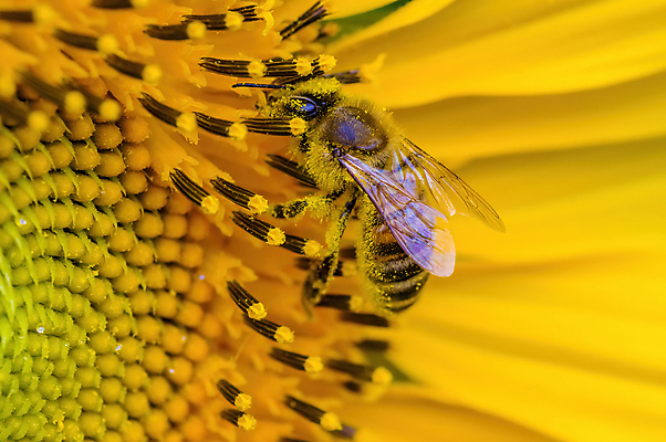 포토 JPG 해외이미지 식물 계절 꽃잎 꽃 행복 백그라운드 잎 꽃무늬 패턴 밭 농업 오렌지 자연 하늘 해바라기 씨앗 사람없음 야외 가로 초록색 컬러풀 햇빛 태양 뷰티 노란색 정원 맑음 봄 활발 수확 성장 벚꽃 개화 닫기 묘사 유기농 원예 꽃가루 내추럴 고립 밭일 해외포토 자연요소 웰빙 감정 산업 컬러 컨셉 무늬 과일 모션 날씨 취미 가루 생태계 파일형식 이미지허브