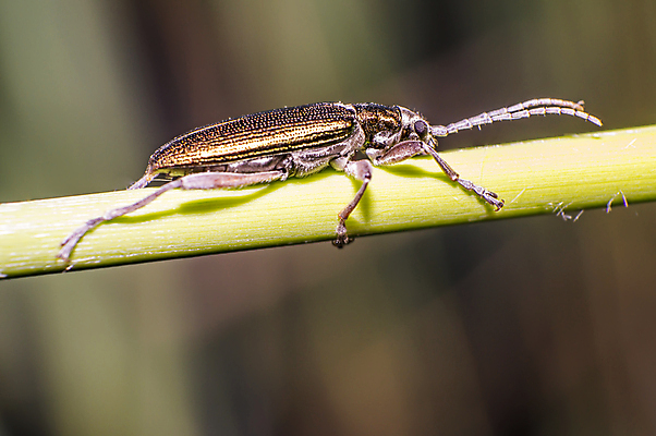 포토 JPG 해외이미지 식물 동물 꽃 야생동물 곤충 백그라운드 절지류 신체 자연 휴식 사람없음 빨간색 초록색 반짝임 뷰티 갈색 환경 정원 검은색 봄 줄무늬 흰색 구출 닫기 벌레 숲 딱정벌레 묘사 무당벌레 내추럴 고립 동물상 해외포토 계절 컬러 컨셉 무늬 모션 조형물 도움 생태계 파일형식 이미지허브