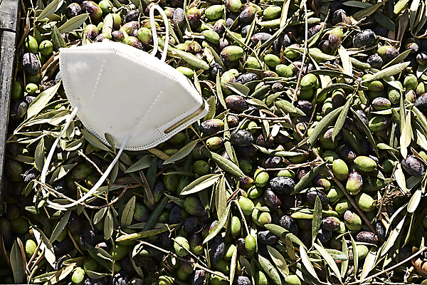 포토 JPG 해외이미지 나무 식물 계절 유럽 음식 여행 농업 자연 건강 풍경 사람없음 야외 가로 초록색 컬러풀 뷰티 농장 정원 수확 안개 성장 나뭇가지 시골 신선 스페인 숲 지중해 고민 에코 생태계 생물학 날것 내추럴 바이오 뿌연 숙성 해외포토 교육 감정 나라 산업 바다 컬러 날씨 환경 파일형식 이미지허브