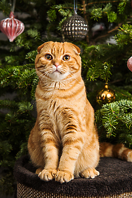 포토 JPG 해외이미지 한마리 크리스마스장식 크리스마스 실내 앉기 사람없음 반려동물 상자 크리스마스트리 귀여움 고양이 스코티시폴드 반려묘 해외포토 동물 1 기념일 컨셉 포유류 모션 내부 파일형식 이미지허브