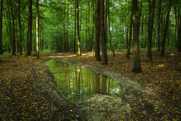 포토 JPG 해외이미지 나무 계절 공원 도로 길 여행 백그라운드 잎 자연 풍경 사람없음 야외 목재 초록색 물 여름 젖음 숲 큼 오솔길 웅덩이 먼지 진흙 땅바닥 삼림지대 해외포토 자연요소 식물 공공시설 컬러 재료 교통시설 바닥 크기 생태계 파일형식 이미지허브