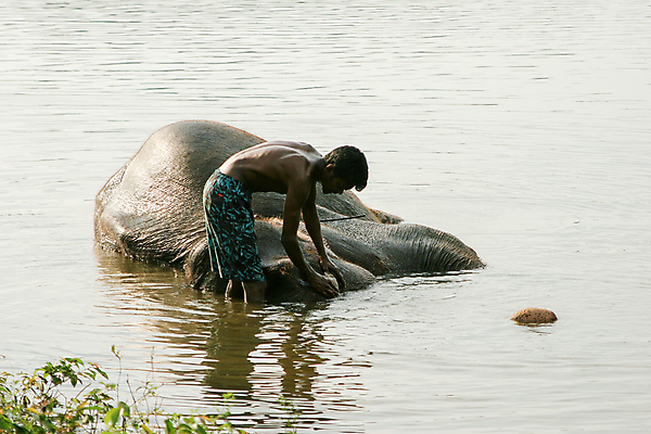 포토 JPG 해외이미지 동물 라이프스타일 남자 아시아 호수 여행 포유류 가족 자연 코끼리 수영장 사람없음 야외 물 강 환경 목욕 회색 그룹 보호 씻기 빨래 숲 큼 내추럴 돌봄 해외포토 자연요소 나라 컬러 컨셉 가사 관계 모션 사람 생활 청결 크기 생태계 파일형식 이미지허브