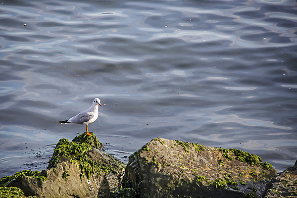 포토 JPG 해외이미지 한마리 물결 바다 갈매기 이끼 사람없음 해외포토 1 조류 파일형식 이미지허브