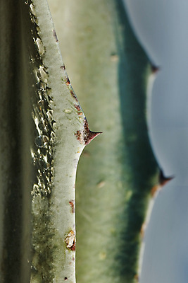 포토 JPG 해외이미지 모양 식물 디자인 백그라운드 잎 패턴 자연 사람없음 장식 빨간색 초록색 물 햇빛 반사 활발 물방울 가시 우아함 묘사 상록수 고립 얇은 이국적 특별함 환상 해외포토 자연요소 컬러 컨셉 무늬 태양 생태계 파일형식 이미지허브